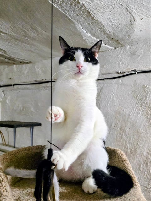 Бэтмен — кот, 1 год