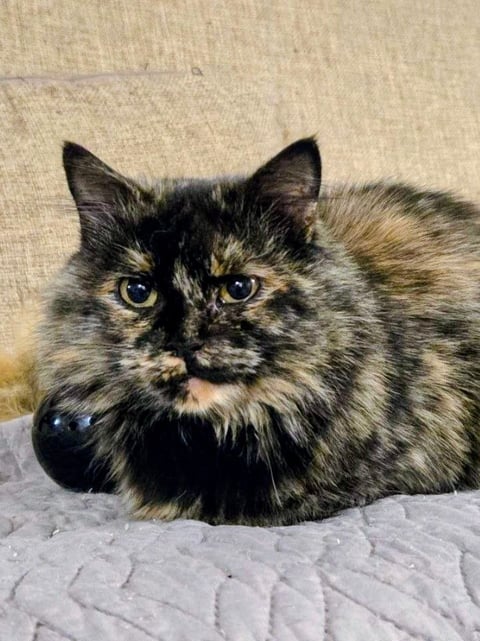 Чармен — кот, ~3 года