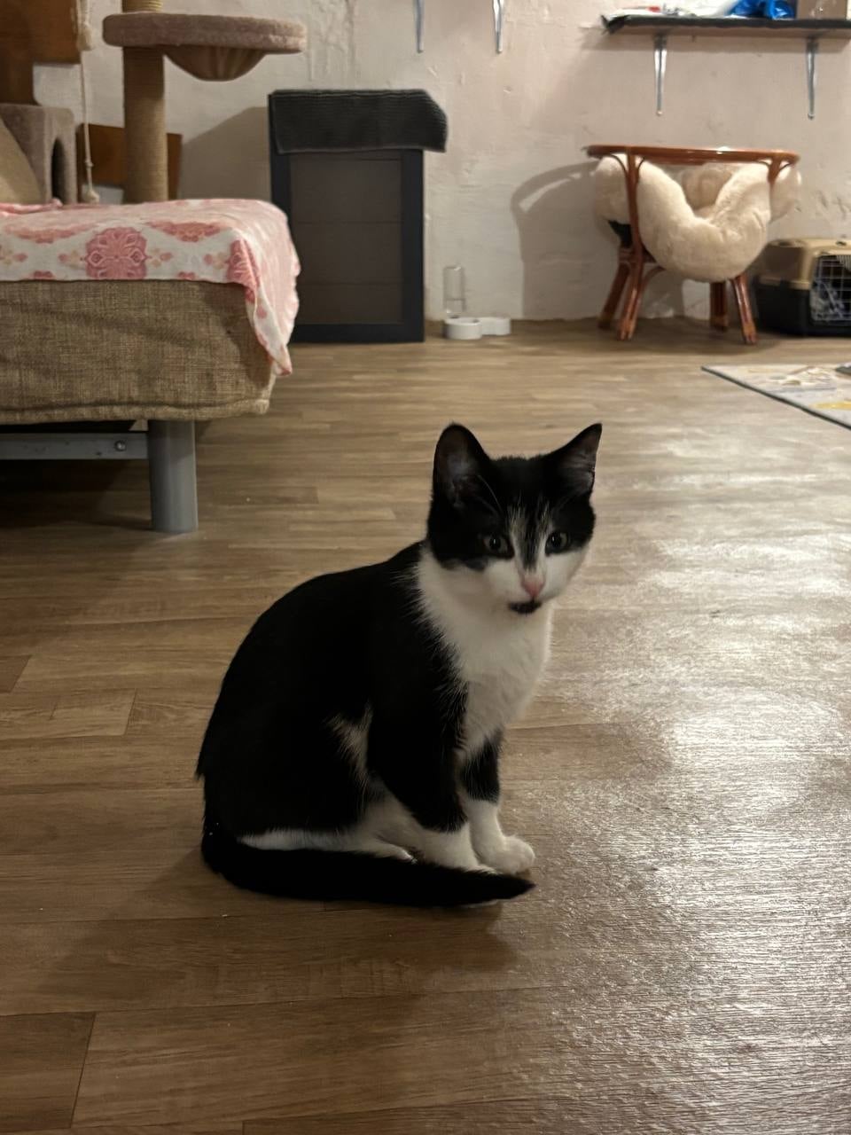 Грей (Кузя) — кот, котенок — в пространстве «Коты Коломны»