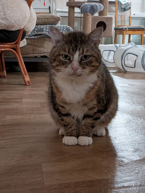 Иннокентий — кот, ~5 лет