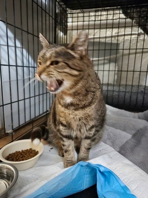 Ласкуша — кот, 3 года
