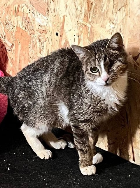 Одноглазка — кот, ~3 года
