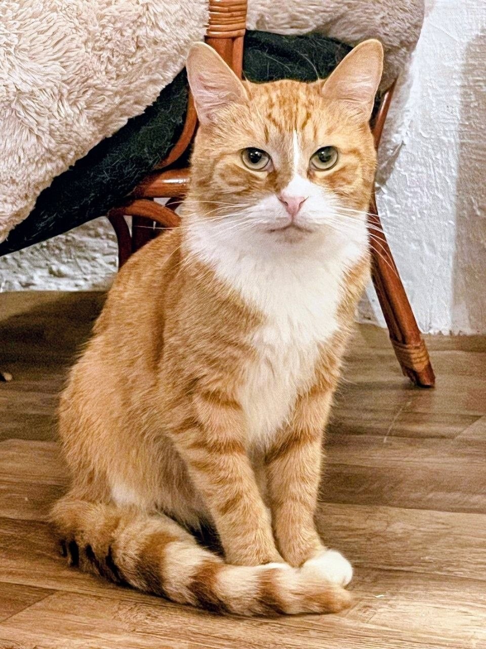 Лео — кот, ≈2 года — в пространстве «Коты Коломны»