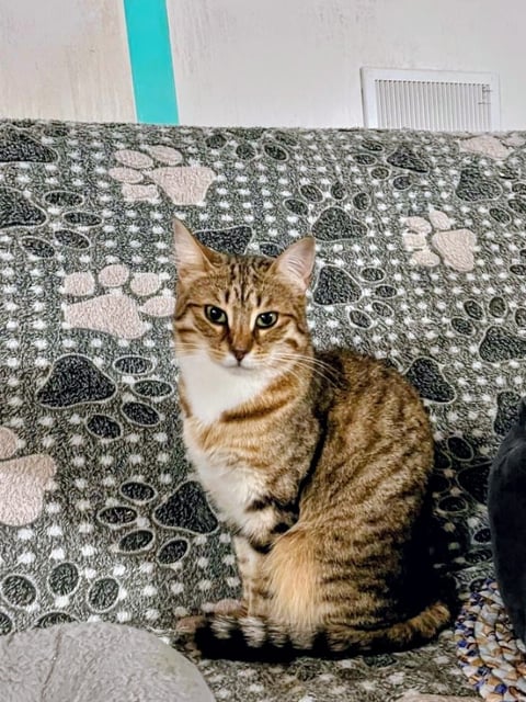 Поля — кошка, ~2 года