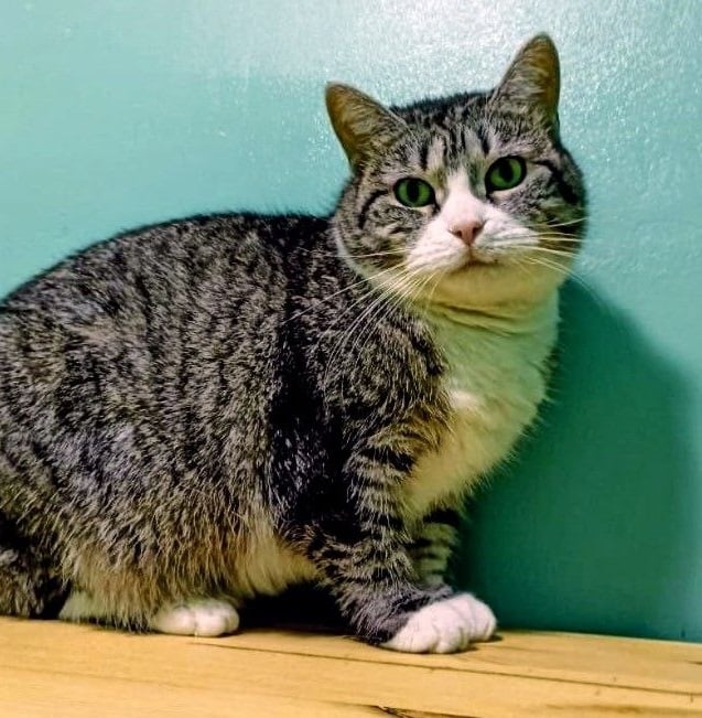 Пухля — кошка, 3 года — в пространстве «Коты Коломны»