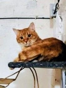 Крыжик — кот, 1,5 года — в пространстве «Коты Коломны»