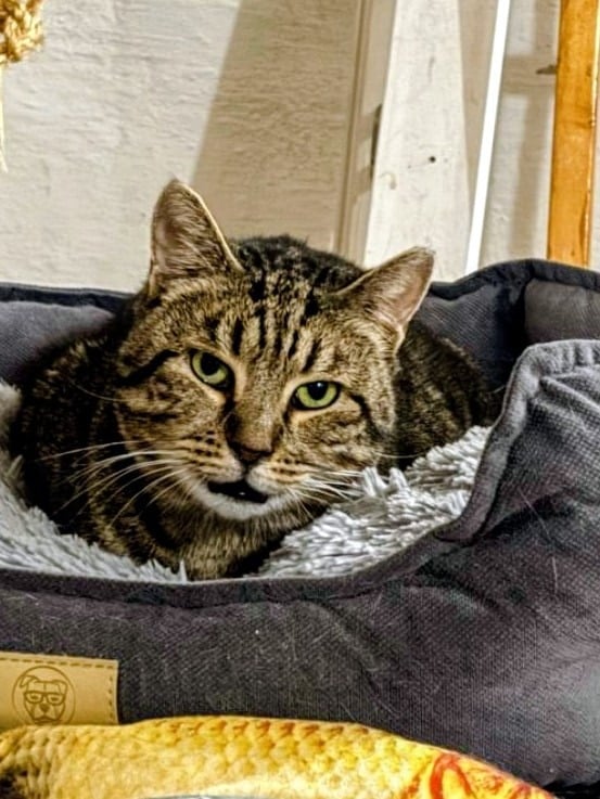 Шурик — кот, 3 года — в пространстве «Коты Коломны»