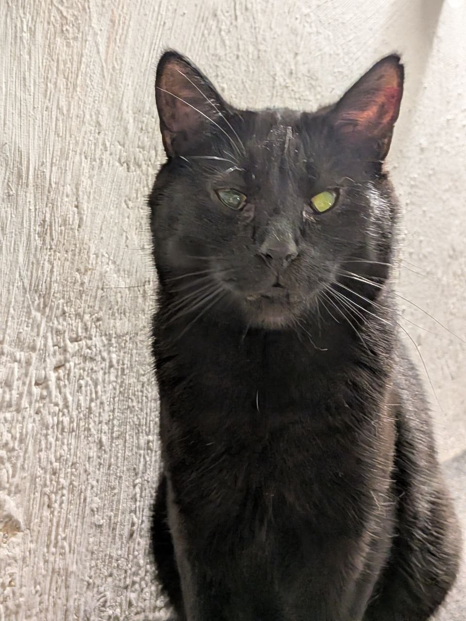 Скай — кот, ~5 лет — в пространстве «Коты Коломны»