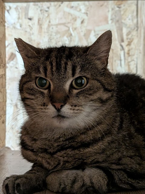 Соня — кот