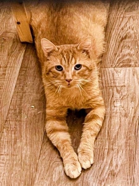 Рыжик — кот, ~7 лет — в пространстве «Коты Коломны»