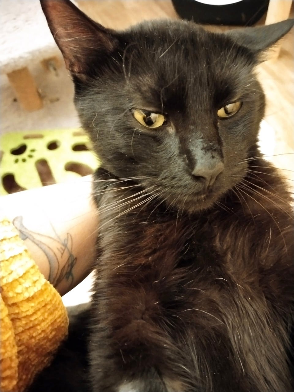 Заяц — кот, 2 года — в пространстве «Коты Коломны»